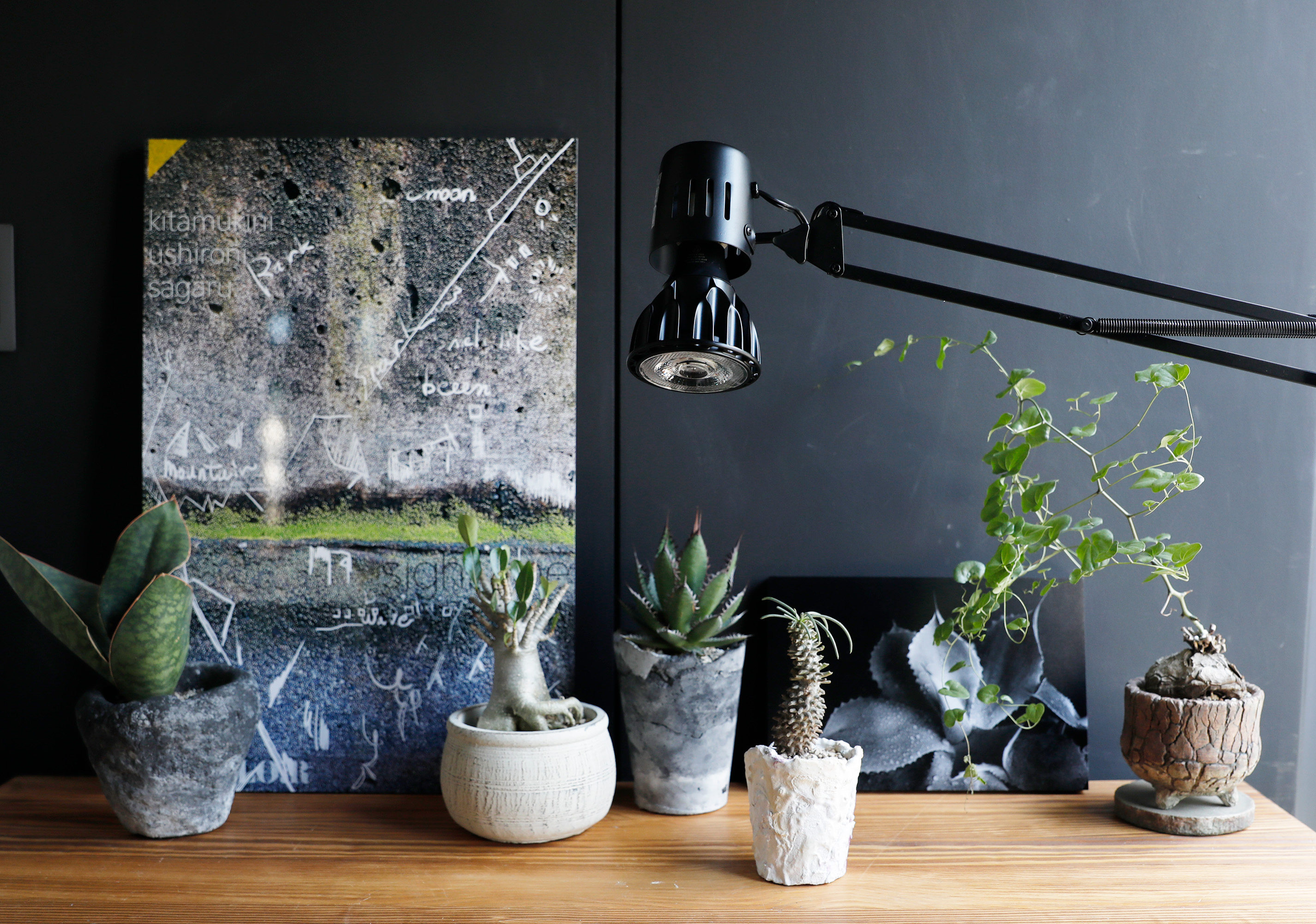 Amazon.co.jp: 【公式】BRIM(ブリム) SOL 24W 植物育成ライト LED E26