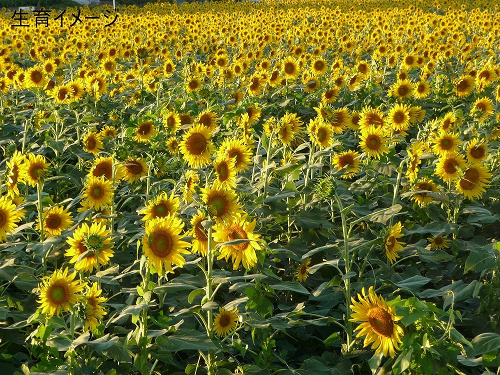 A1a2Z5upxAL._AC_UF1000,