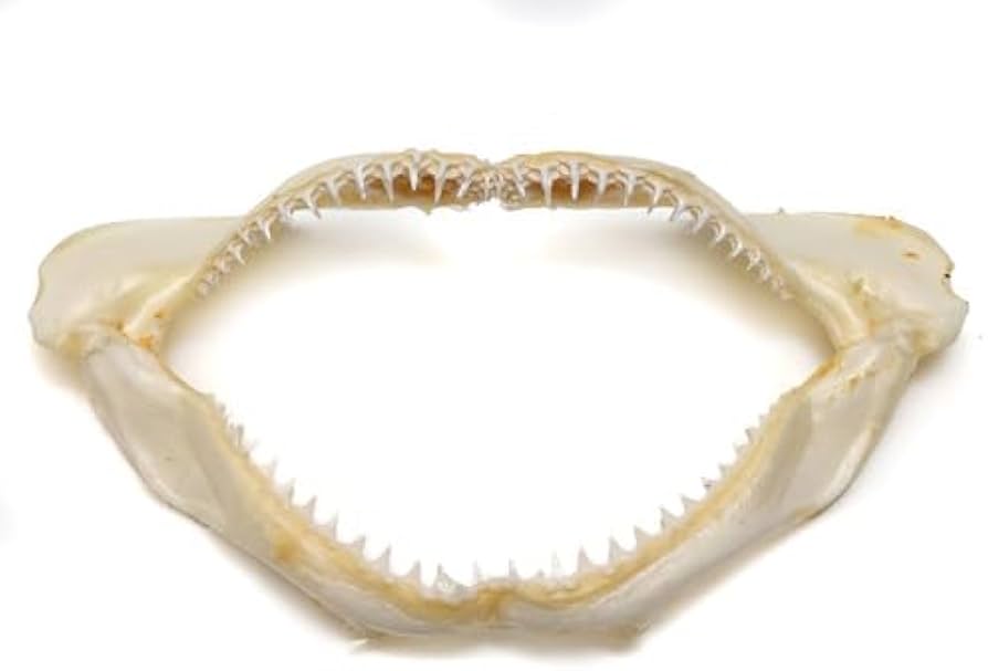 Amazon | サメの顎 鮫のあご 標本 約18-20cm 1個 | 生態・採集 | おもちゃ