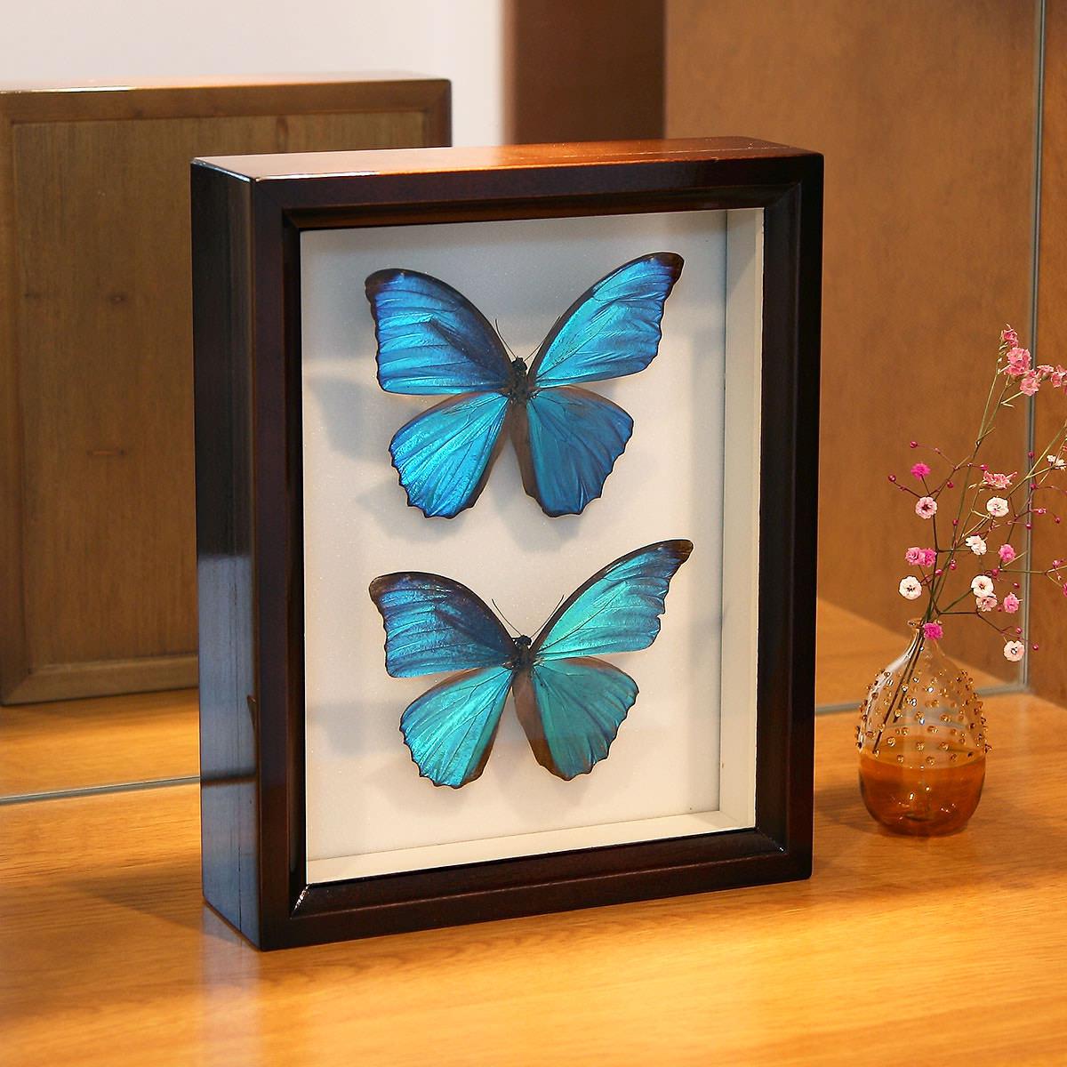 蝶標本 シロチョウ、ヒカゲチョウ類ほか20種156頭、大型ドイツ標本箱二