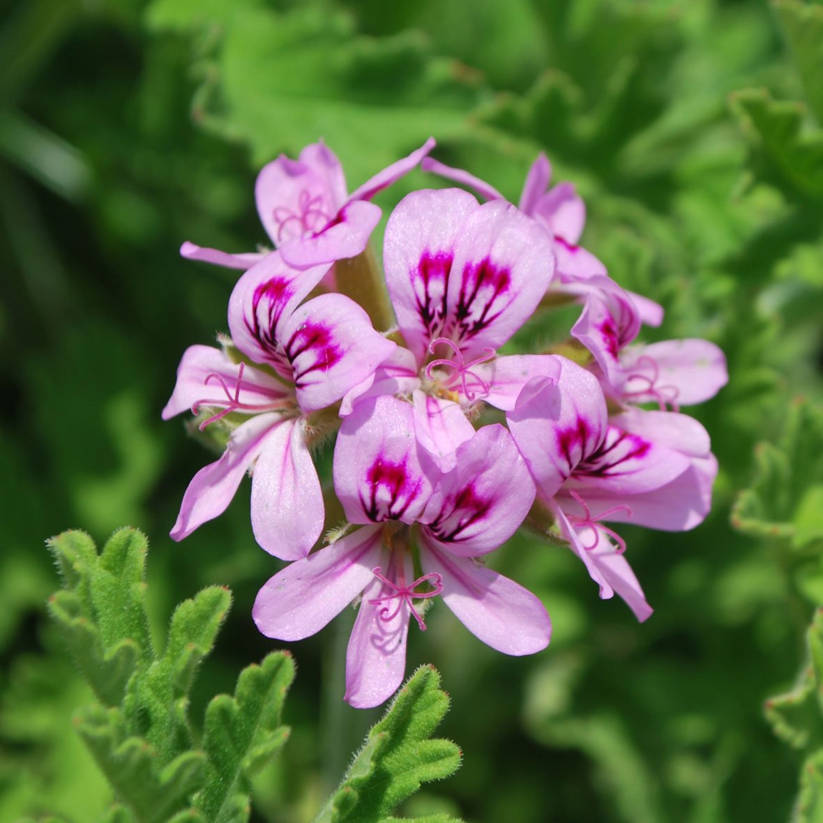 こねパン様 プラナロム ゼラニウムブルボン他 合計5点 精油 ゼラニウム