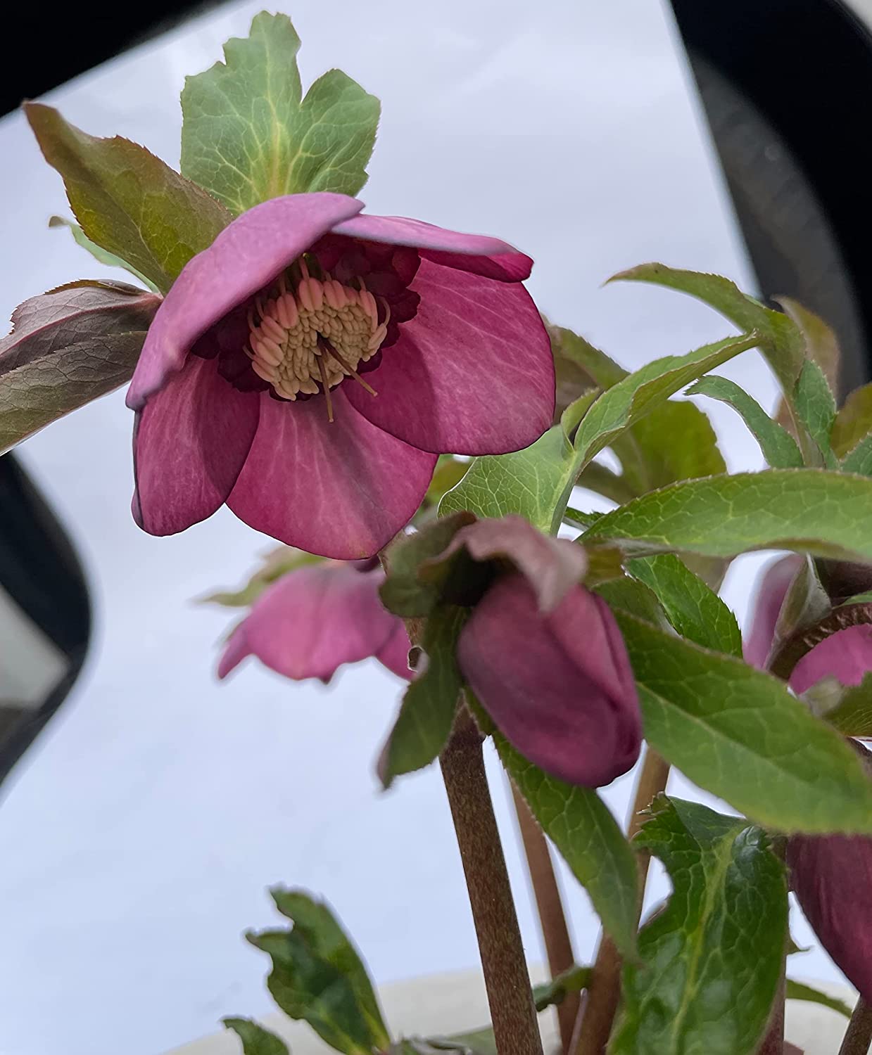 花のギフト社 クリスマスローズ 紫 花鉢 花 ギフト 鉢植え 誕生日 お花