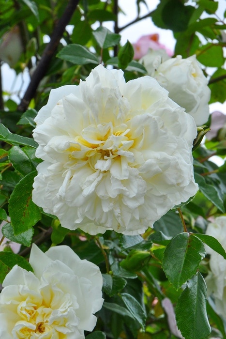 バラ苗【中苗】アルベリックバルビエ 国産苗 6号鉢植え品《J-OC15