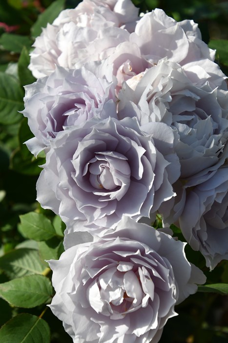 冬季大苗】バラ苗 ザセレスティアル 国産苗 6号鉢植え品［農林水産省