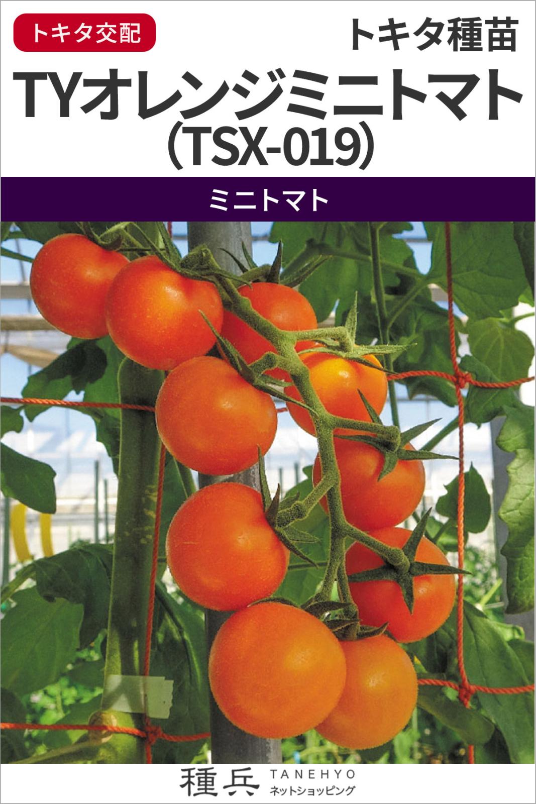 ミニトマト 種 『TYオレンジミニトマト（TSX-019）』 トキタ種苗