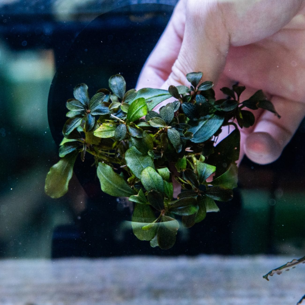 水中葉】ブセファランドラ sp.Black Wave【流木付き】 水中葉