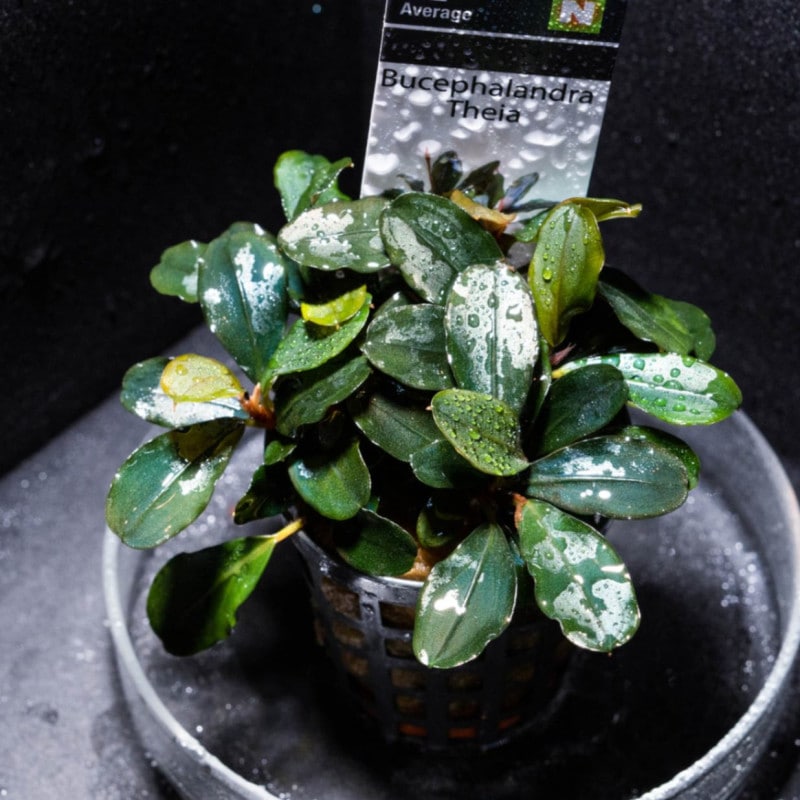 ブセファランドラ spブラックダイアモンド ブセファランドラ sp