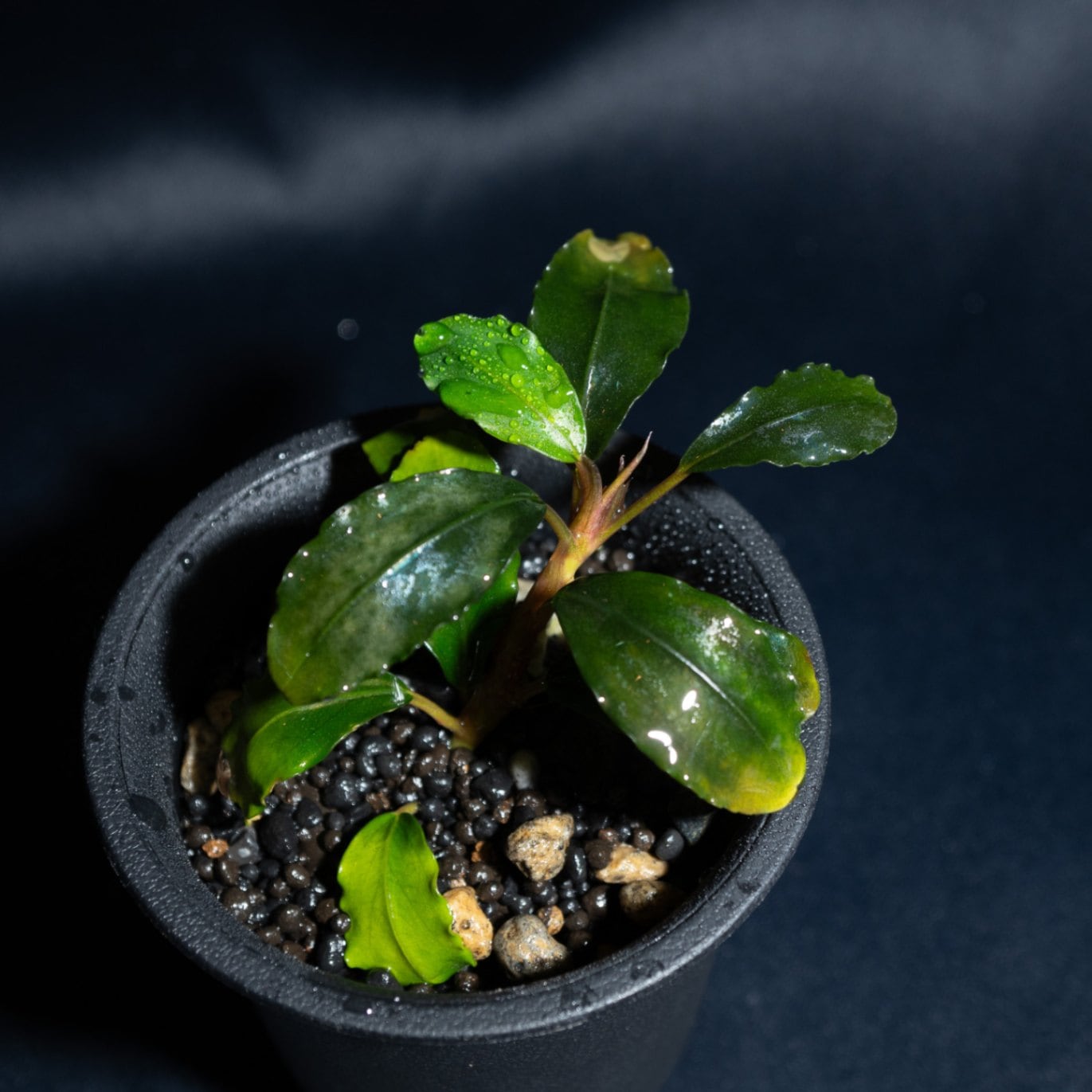 Bucephalandra sp. Blue Purple特大群生株 Bucephalandra sp. Blue