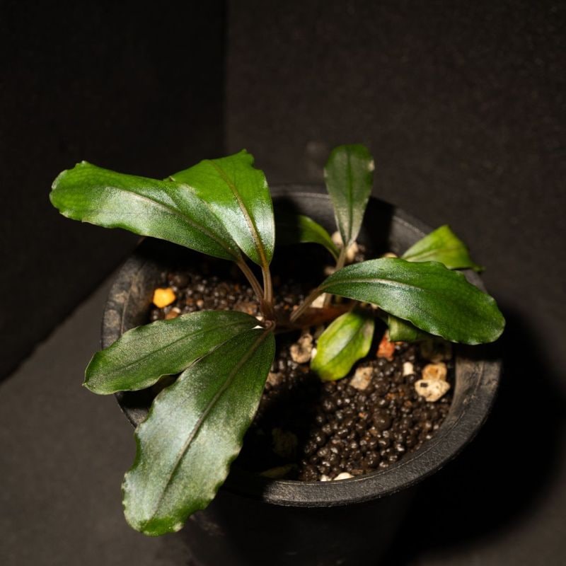 ブセファランドラsp.ヘレナ2013大株付き・活着済み ブセファランドラsp