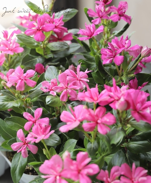 北島園芸オリジナル】 ニチニチソウ・ミラシリーズ 『チェリーピンク