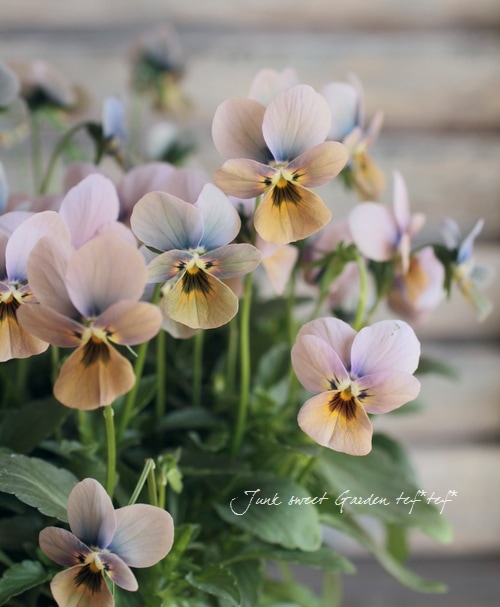 【美品】【付属品多数】 ビオラ　無名　16インチ 北島園芸さん】 ビオラ 『試作品・①』 3.5寸POT