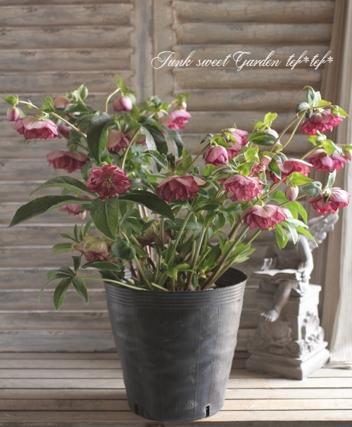 クリスマスローズ ダブルファンタジー 八重咲きクリスマスローズ 3号ポット 苗 : 苗木部