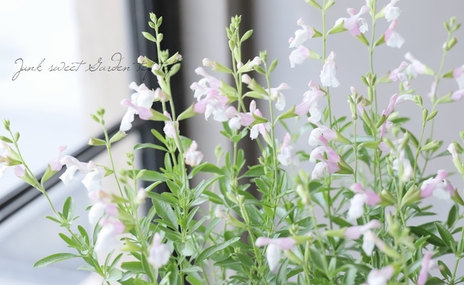 チェリーセージ 『テレサ』 | すべての商品 | | Junk sweet Garden tef