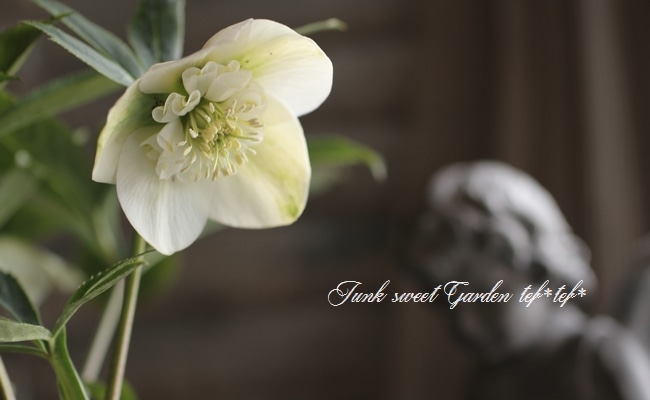 4655 整形オフホワイトセミダブルクリスマスローズ　開花株 大和園・佐藤さん作出<BR>クリスマスローズ・開花株！5号鉢<BR