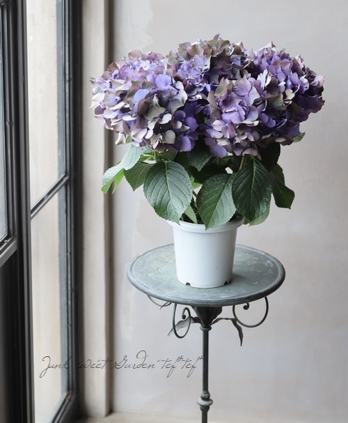 秋色紫陽花品種 『LKパープル』 秋色になっています | すべての商品