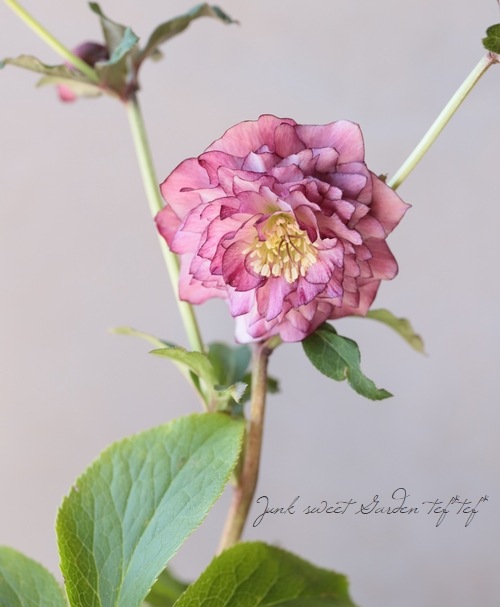 下原園芸・クリスマスローズ 『超多弁ダブル』 2026【No.20】 | すべて