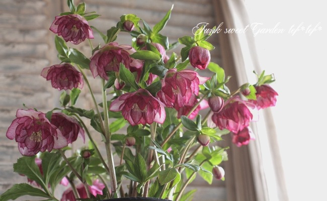 ローズ i>Helleborus</i><BR><BR>クリスマスローズ・開花株！<BR>『ダブル咲き