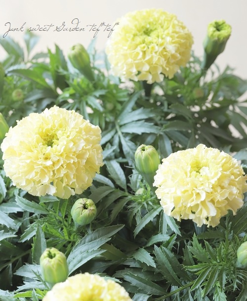 アフリカンマリーゴールド 『ホワイトゴールドMAX』 | すべての商品