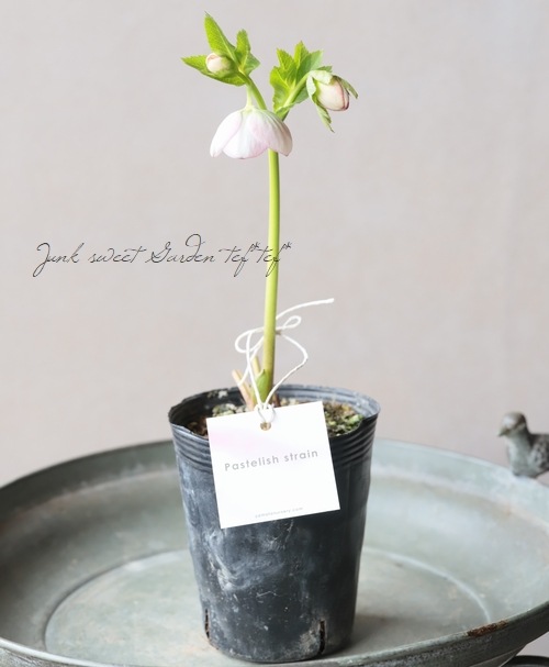 大和園】 クリスマスローズ 『パステリッシュストレイン』 2026【U