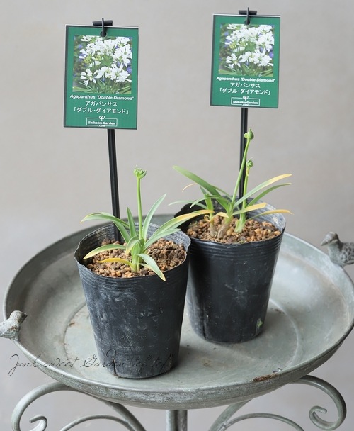 八重咲きアガパンサス 『ダブルダイヤモンド』 小型のコンパクト品種