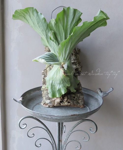 プラティセリウム エレファンティス ビカクシダ 6号鉢 観葉植物