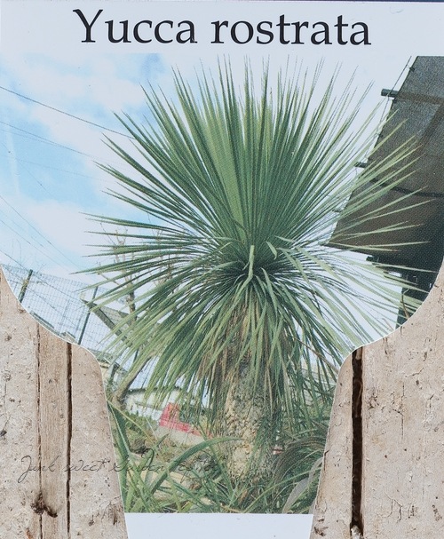 ユッカ 『ロストラータ』 | すべての商品 | | Junk sweet Garden tef*tef*