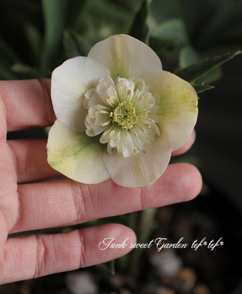 クリスマスローズ　多弁ホワイトブロッチdd　開花見込み大株 楽天市場】クリスマスローズ 開花見込み株 実生苗 ダブル咲き ホワイト