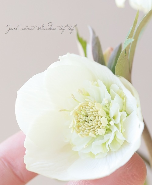 大和園】 クリスマスローズ 『ホワイトセミダブル』 【No.9】 | すべて