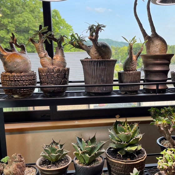 ytyf 鉢 【公式通販】