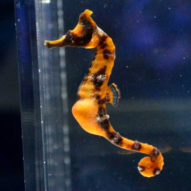 タツノオトシゴ オス抱卵 オレンジ 09【近海産ハンドコート】 | 海水魚