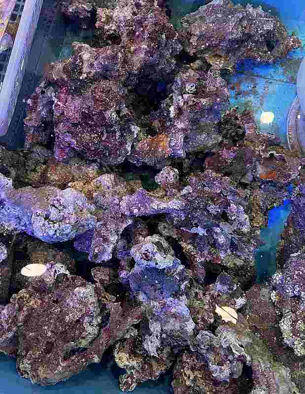 天然ライブロック 特級グレード（クラシックタイプ）1㎏ | 海水（生体