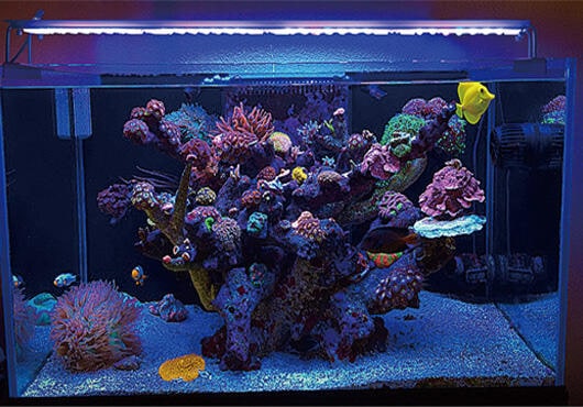 NEMO LIGHT AM（海水向け） | メーカー別,マーフィード | エキゾチック