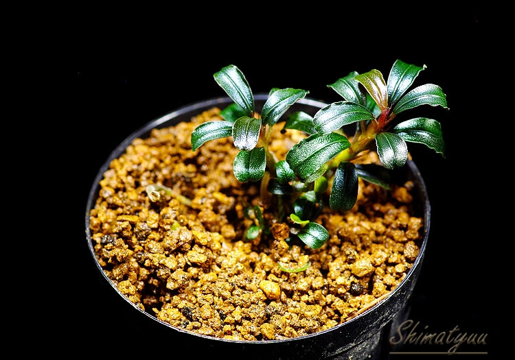 一点物 Bucephalandra sp. Red Serenade 2020.7 No.26 | 水草・観葉