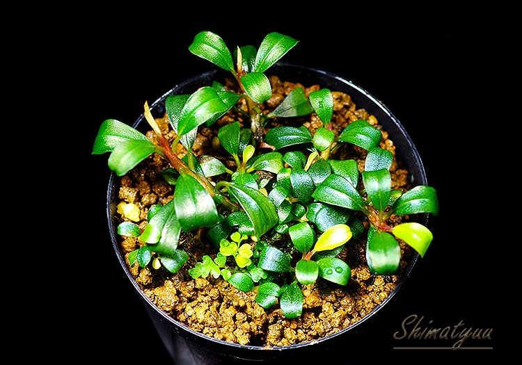 一点物 Bucephalandra sp. Mini Dreadnought 大株 2020.10 No.50