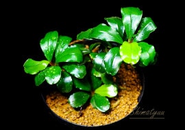 一点物 Bucephalandra sp. White Variegated 2020.10 No.61 | 水草