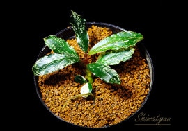 一点物 Bucephalandra sp. Red Cerberus 2020.7 No.33 | 水草・観葉