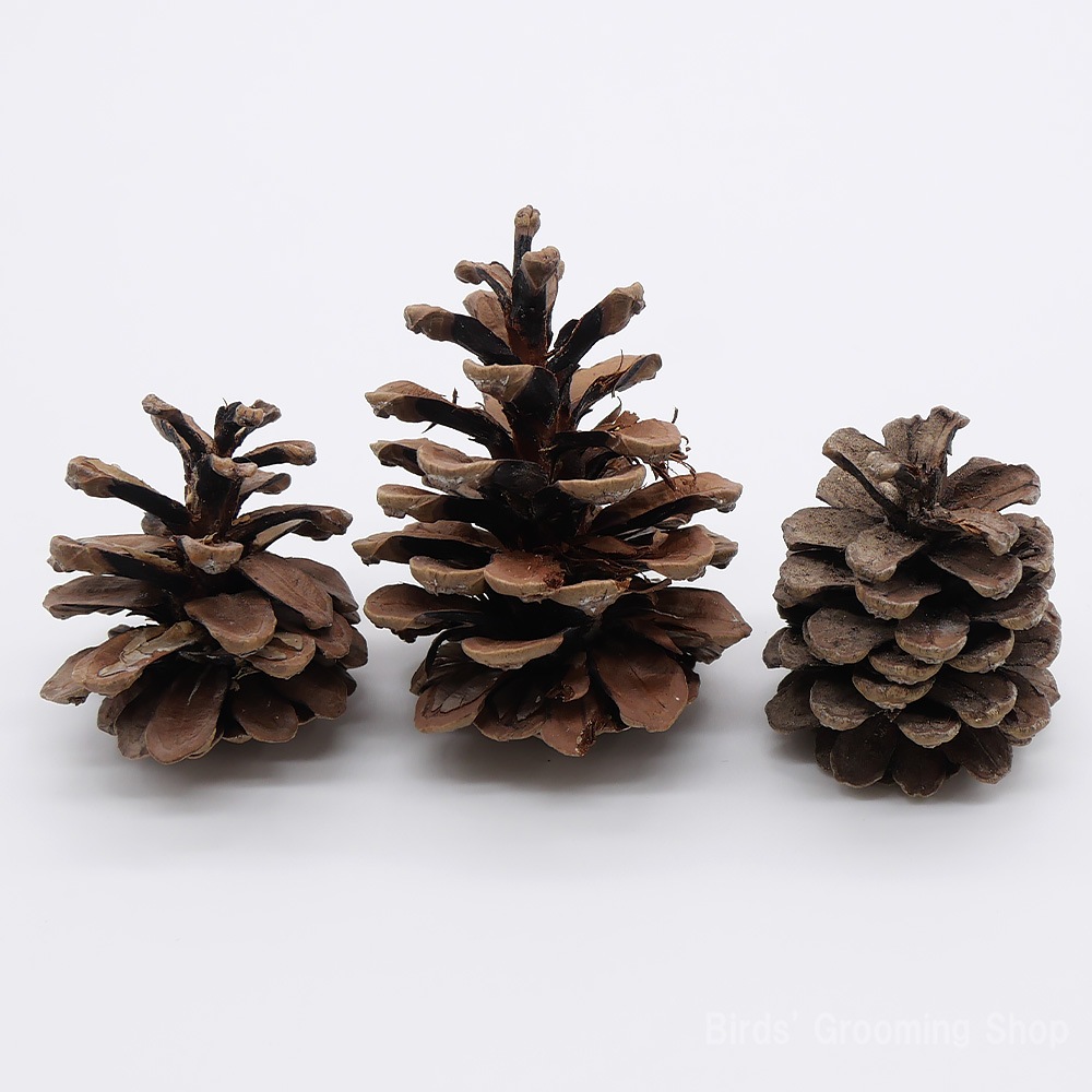 松ぼっくり(3個セット)｜Bird's Grooming Shop