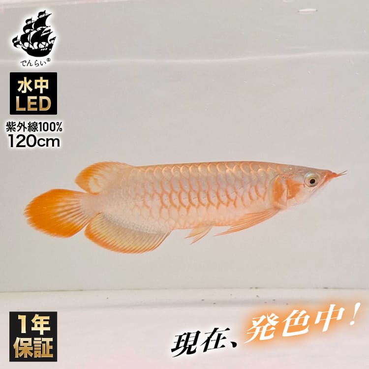 水槽 アロワナライト,金龍用ライト | おしゃれな照明専門店 でんらい公式