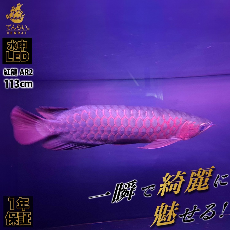 MAYIN 紅龍用テンニングライト 120㎝用 MAYIN 紅龍用テンニングライト