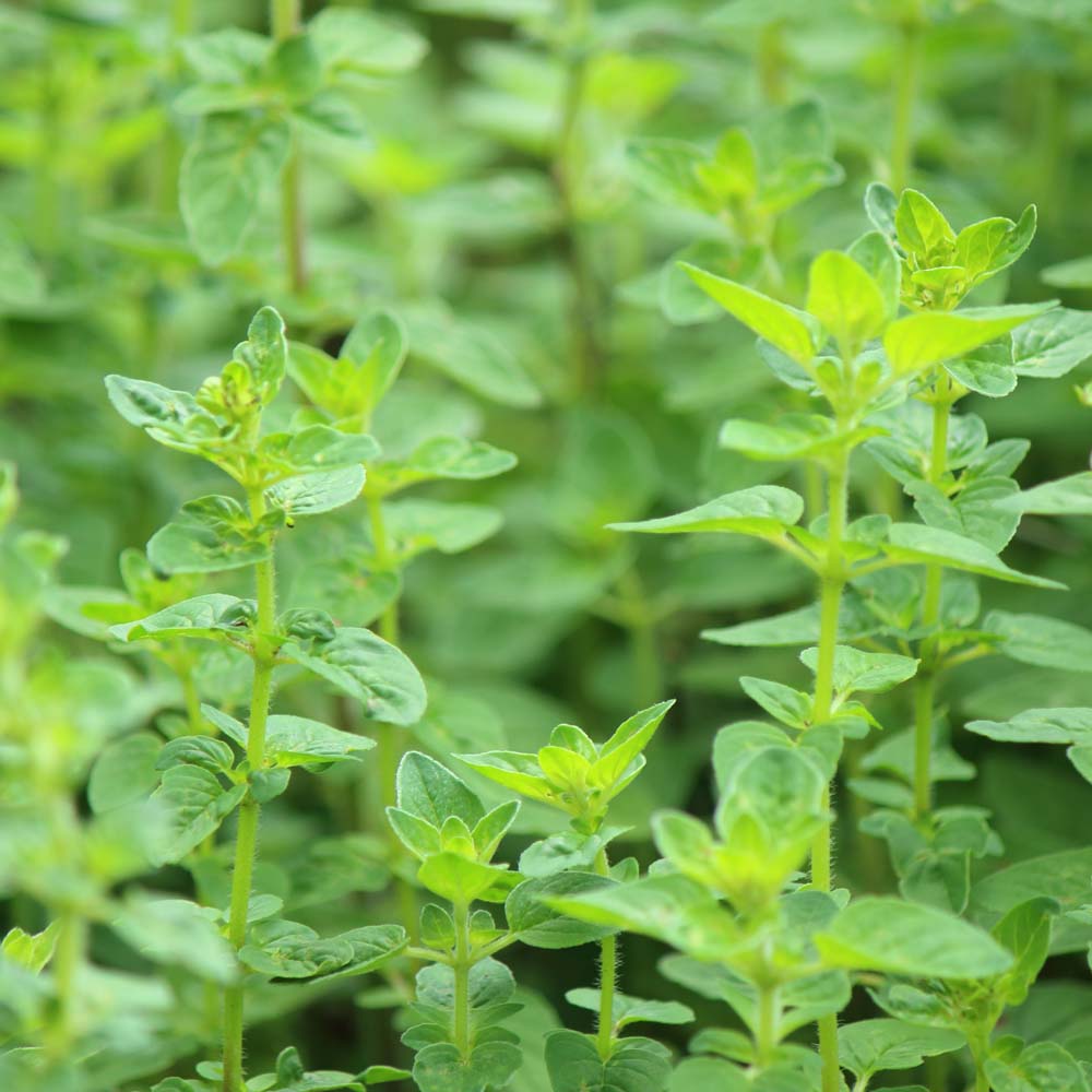 フレーバーライフ】マジョラムスイート｜エッセンシャルオイル（精油