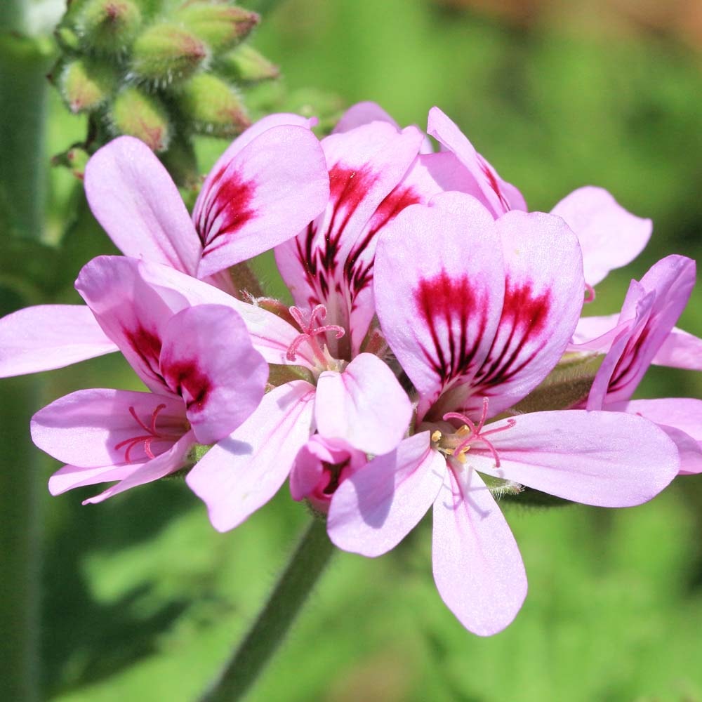 フレーバーライフ】ゼラニウム｜エッセンシャルオイル（精油・アロマ