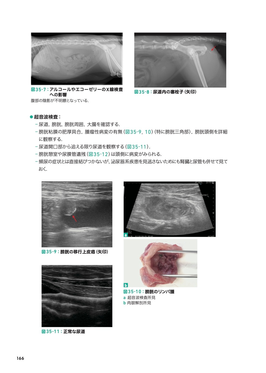 こう考える！ 猫の主訴100から紐解く診療ハンドブック | 臨床獣医学