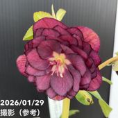 お買い得一点物咲き進み株】加藤農園 セミダブル系多弁クリスマス