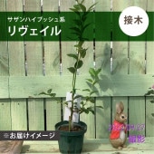 シンビジューム アーチ 7号陶器鉢 3本立 ジョーンテーラー ミリオン