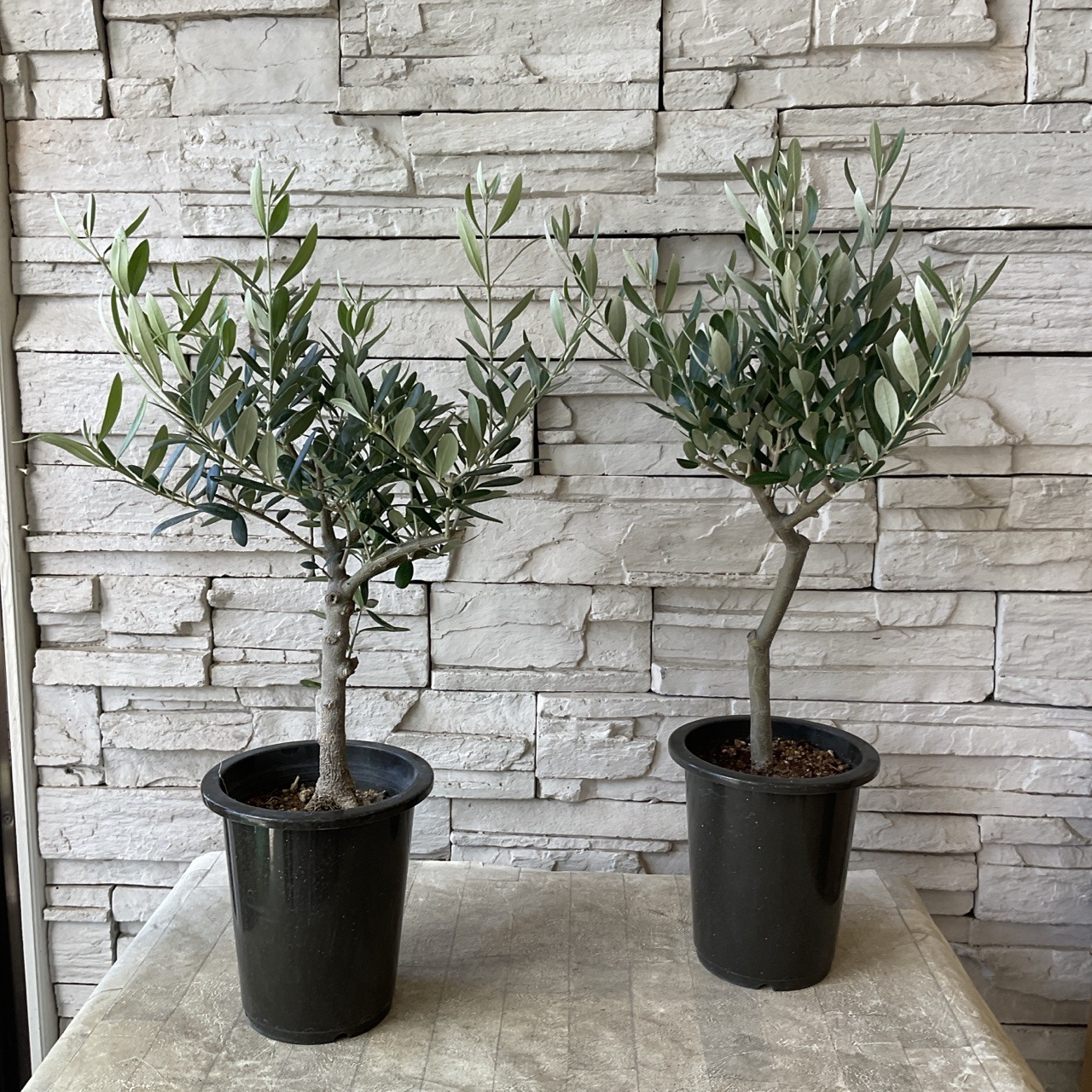 souju】香川県産オリーブの木 5号鉢 | オリーブの木 | 橋本種苗園