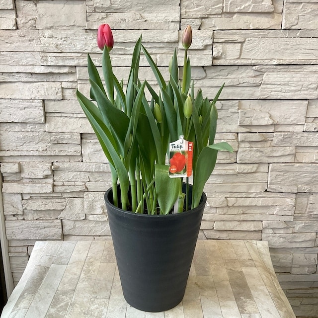 チューリップ 8寸鉢 選べる♪7色 | 鉢花・花苗 | 橋本種苗園オンライン