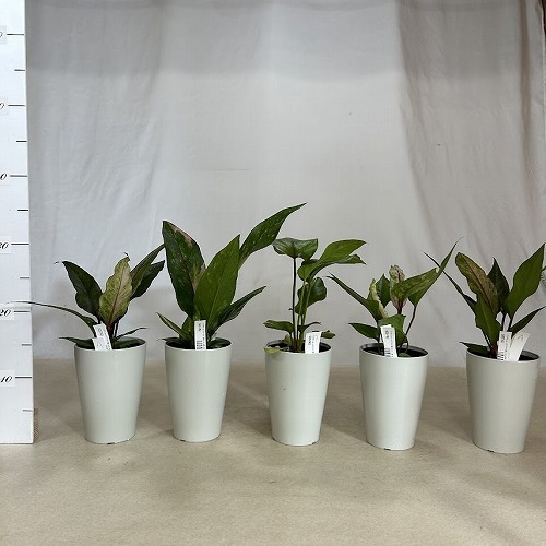 アンスリウム sp. ハイブリッド(斑入り) 4号 タイプA｜芳樹園