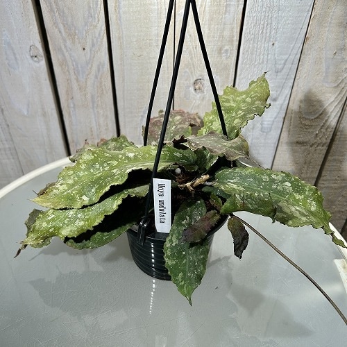 ホヤ(サクララン) ウンデュラータ 4号吊り鉢｜芳樹園オンラインショップ