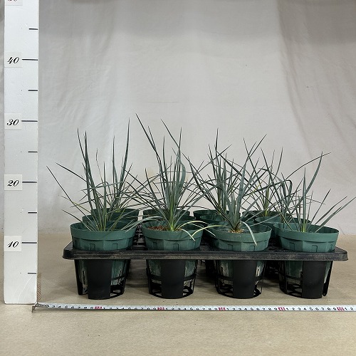 ユッカ ロストラータ 4号スリット鉢(個体おまかせ1鉢)｜芳樹園