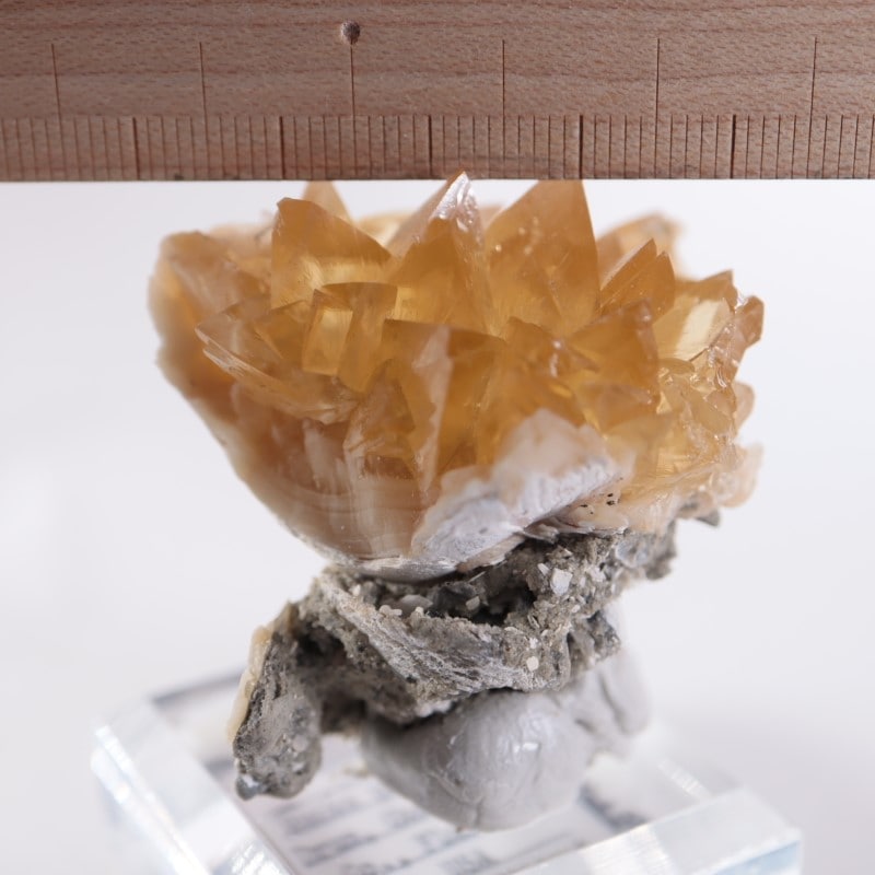 フロリダ州 貝化石カルサイト | 鉱物標本,カ行,カルサイト/方解石